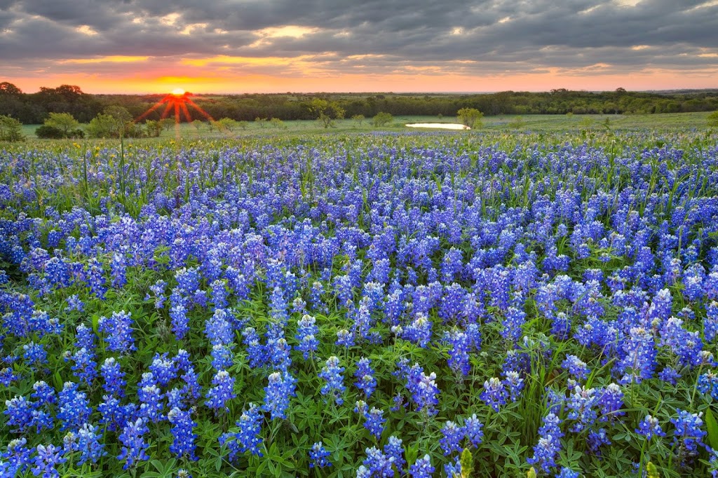 bluebonnets